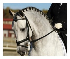 Sweet Andalusian PRE Dressage Gelding | free-classifieds.co.uk - 1