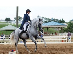 Sweet Andalusian PRE Dressage Gelding | free-classifieds.co.uk - 2