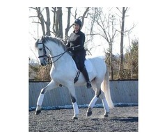 Sweet Andalusian PRE Dressage Gelding | free-classifieds.co.uk - 3