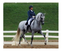 Sweet Andalusian PRE Dressage Gelding | free-classifieds.co.uk - 4