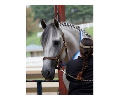 Stunning PRE Andalusian Gelding | free-classifieds.co.uk - 1