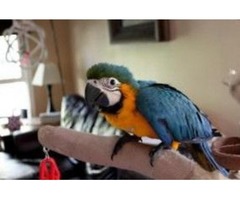 Talking Pair of Blue and Gold Macaw Parrots for sale | free-classifieds.co.uk - 1