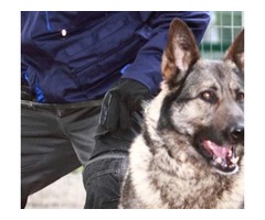 Dartford security dogs | free-classifieds.co.uk - 1