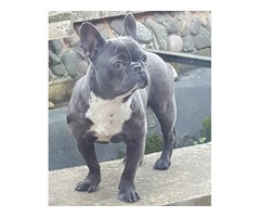 Blue Frenchie for 5* Home and Family | free-classifieds.co.uk - 1