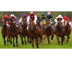 Have Fun at Race Night | free-classifieds.co.uk - 1