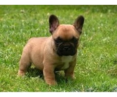 super adorable french bulldog ready for sale AKC registered | free-classifieds.co.uk - 2