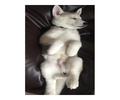 11week old Male Siberian husky | free-classifieds.co.uk - 1