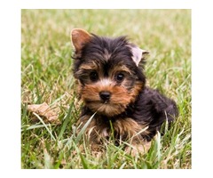 Micro Tiny Yorkshire Terrier Puppies for Sale | free-classifieds.co.uk - 1