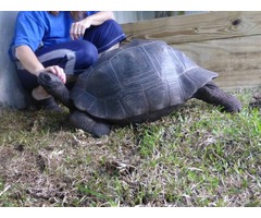 Giant Galapagos and Aldabra Tortoises for Adoption | free-classifieds.co.uk - 1