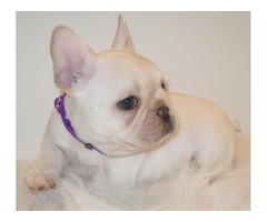 French bulldogs pups for sale | free-classifieds.co.uk - 1