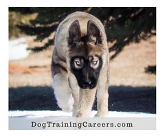 BECOME A CERTIFIED DOG TRAINER | free-classifieds.co.uk - 1