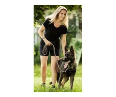 BECOME A CERTIFIED DOG TRAINER | free-classifieds.co.uk - 2