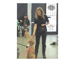 BECOME A CERTIFIED DOG TRAINER | free-classifieds.co.uk - 3