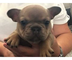 french bulldog for sale  | free-classifieds.co.uk - 1
