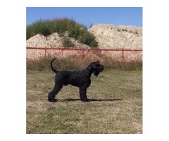 Giant Schnauzer CH. adult male | free-classifieds.co.uk - 2
