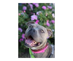 Pet adoption center urgent help  - 2
