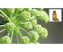 Buy Angelica Extract Oils Online from One | free-classifieds.co.uk - 1