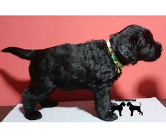 Giant Schnauzer puppies | free-classifieds.co.uk - 1
