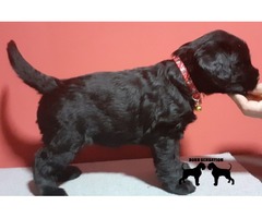 Giant Schnauzer puppies | free-classifieds.co.uk - 2