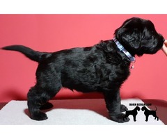 Giant Schnauzer puppies | free-classifieds.co.uk - 3