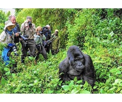 Mountain Gorillas in Uganda - 4