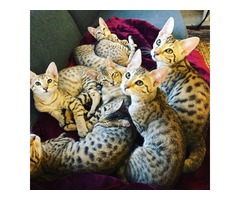 Breeding F1, F2, F3, F4, F5, F6 Savannah kittens as well as African Servals. | free-classifieds.co.uk - 2