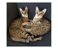 Breeding F1, F2, F3, F4, F5, F6 Savannah kittens as well as African Servals. | free-classifieds.co.uk - 3