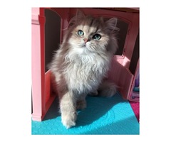 Beautiful Persian Kittens | free-classifieds.co.uk - 1