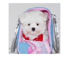Adorable outstanding Maltese puppies For sale - 1