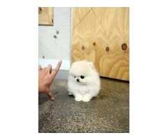 Two Awesome T-Cup Pomeranian Puppies For sale - 1