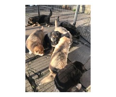 German Sheperd puppies bitch and male | free-classifieds.co.uk - 1