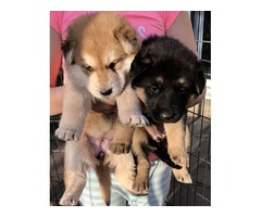 German Sheperd puppies bitch and male - 2