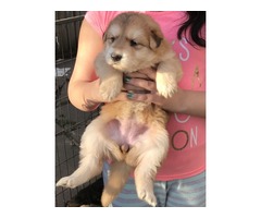 German Sheperd puppies bitch and male | free-classifieds.co.uk - 3
