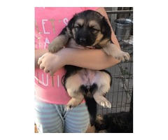 German Sheperd puppies bitch and male | free-classifieds.co.uk - 4