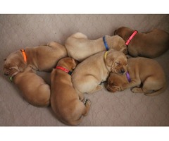 I have gorgeous KC registered Labrador Retriever puppies available - 1