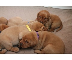I have gorgeous KC registered Labrador Retriever puppies available - 2