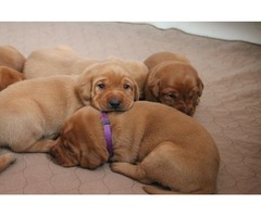 I have gorgeous KC registered Labrador Retriever puppies available - 3
