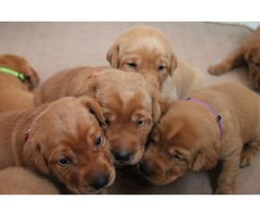 I have gorgeous KC registered Labrador Retriever puppies available | free-classifieds.co.uk - 4