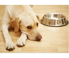 Natural Dog Diet Manchester | free-classifieds.co.uk - 4