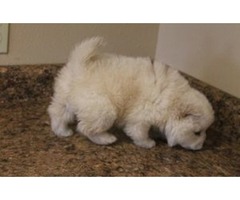 kc registered chow chow puppies for sale - 1