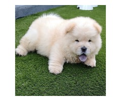 Chow Chow Pups | free-classifieds.co.uk - 1