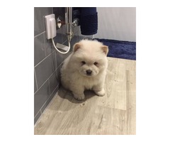Chow Chow Pups | free-classifieds.co.uk - 2
