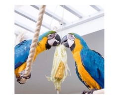Beautiful hand reared blue and gold macaw pair for sale | free-classifieds.co.uk - 2