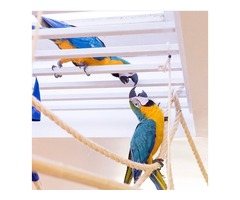 Beautiful hand reared blue and gold macaw pair for sale | free-classifieds.co.uk - 3