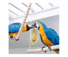 Beautiful hand reared blue and gold macaw pair for sale | free-classifieds.co.uk - 4