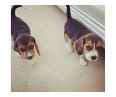 Beagle Puppies  - 1