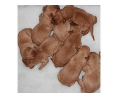  Hello everyone! We have 4 lovely Red Fox Labrador Pups ready for sale.  - 2