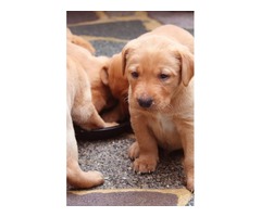  Hello everyone! We have 4 lovely Red Fox Labrador Pups ready for sale.  - 3