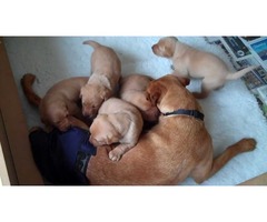  Hello everyone! We have 4 lovely Red Fox Labrador Pups ready for sale.  | free-classifieds.co.uk - 4