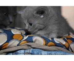 American shorthair kitten for sale  | free-classifieds.co.uk - 1